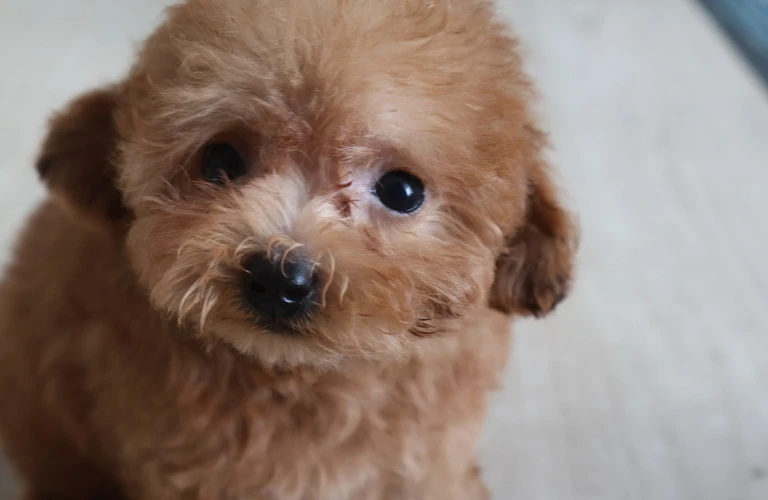 愛犬と共に過ごす、豊かで健康な生活を！