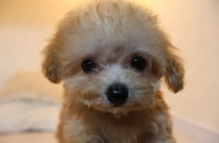 世界一健康でかわいいトイプードルを飼おう！