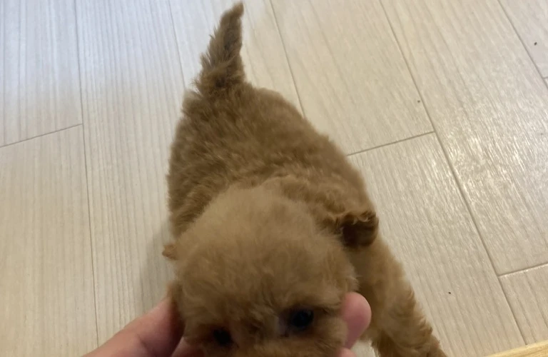 充実した犬との生活を実現するために、トイプードルの運動量管理に注目しませんか？