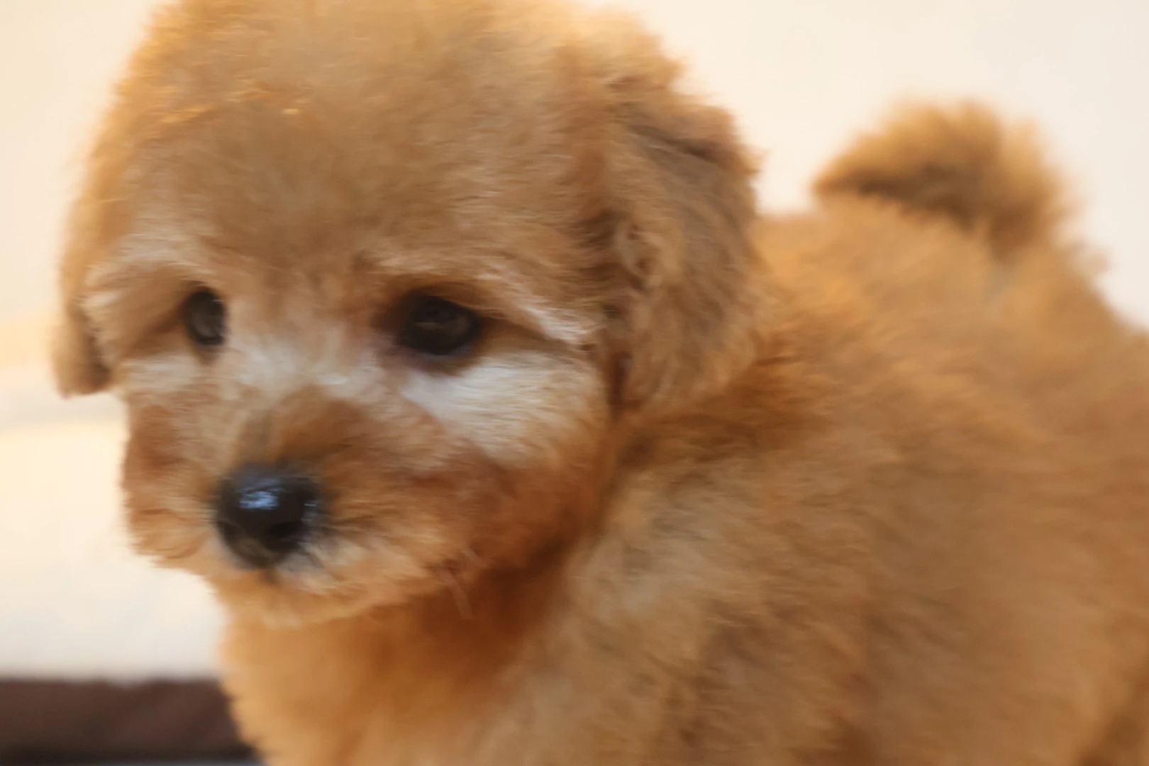 愛犬の健康は食事から！ペットフード選びを制して、幸せな毎日をサポートしよう