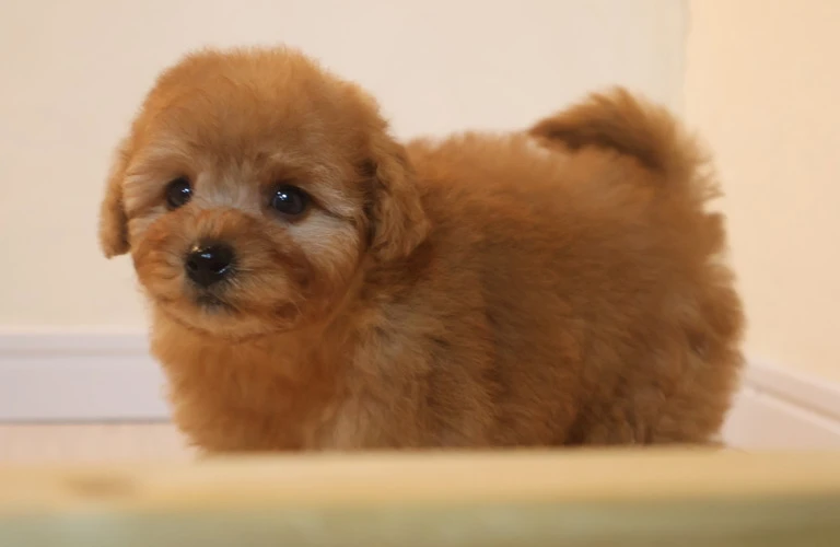 愛犬の健康は食事から！トイプードルのための栄養ガイド