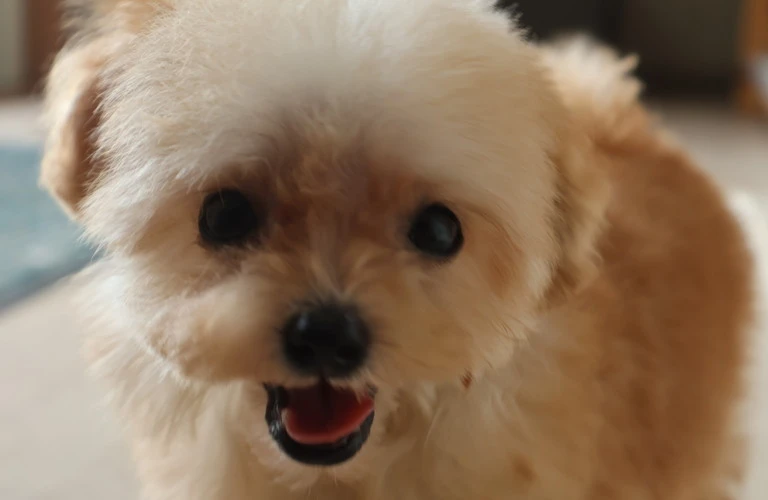 福山市で見つけるこだわりの子犬ブリーダー