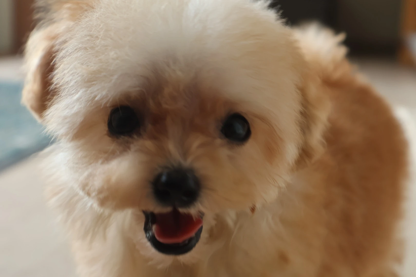 福山市で見つけるこだわりの子犬ブリーダー