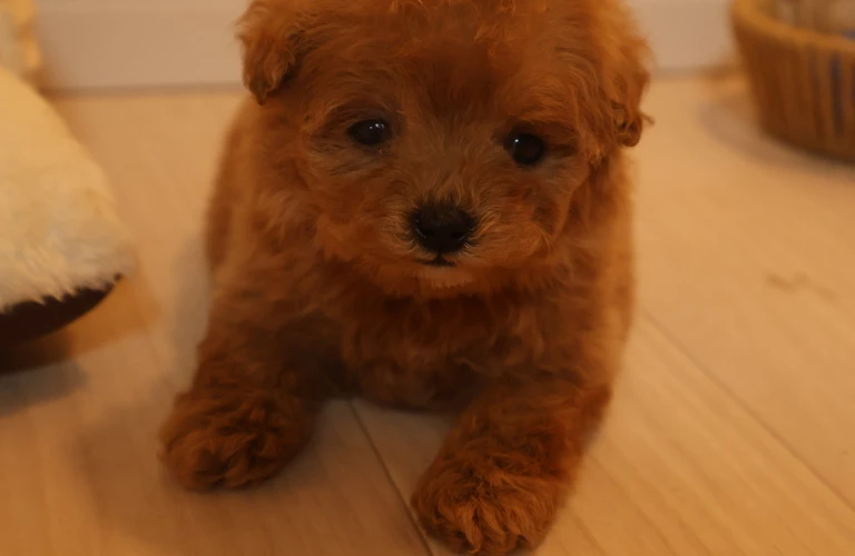 理想の犬ライフを手に入れよう！